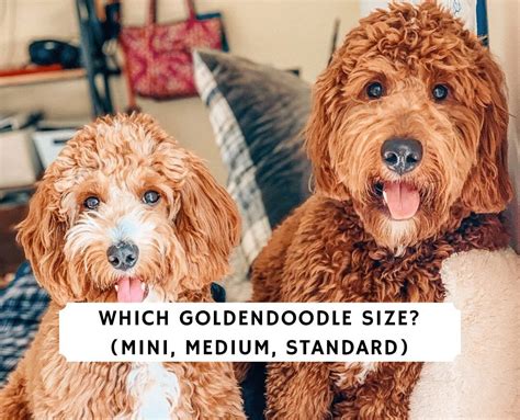 ultra mini goldendoodle|mini goldendoodle size chart.